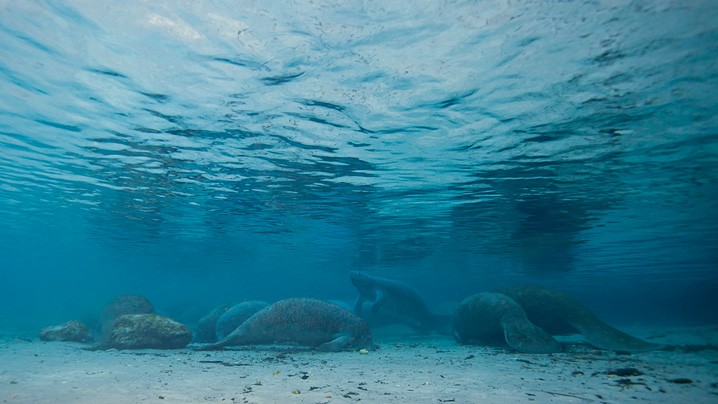 Karibik-Manati Trichechus manatus West Indian Manatee